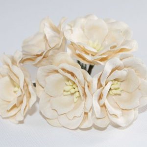 Magnolia - Cream