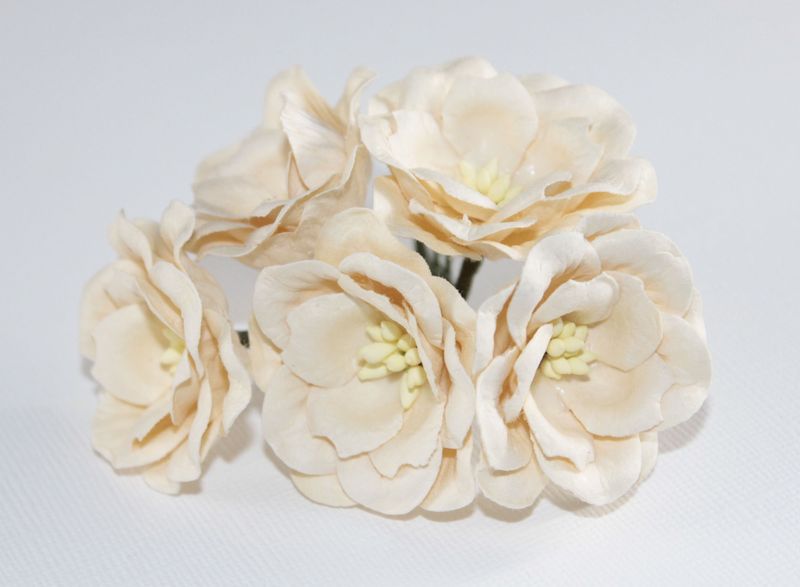 Magnolia - Cream